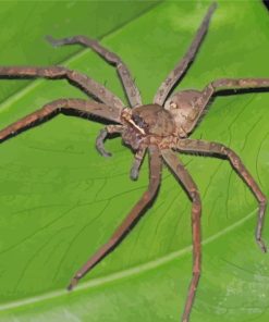 Huntsman Spider On Leaf Diamond Painting