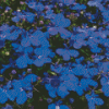 Lobelia Diamond Painting