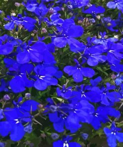 Lobelia Diamond Painting