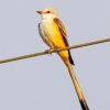 Oklahoma Flycatcher Diamond Painting