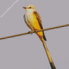 Oklahoma Flycatcher Diamond Painting