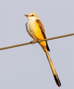 Oklahoma Flycatcher Diamond Painting