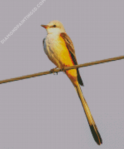 Oklahoma Flycatcher Diamond Painting