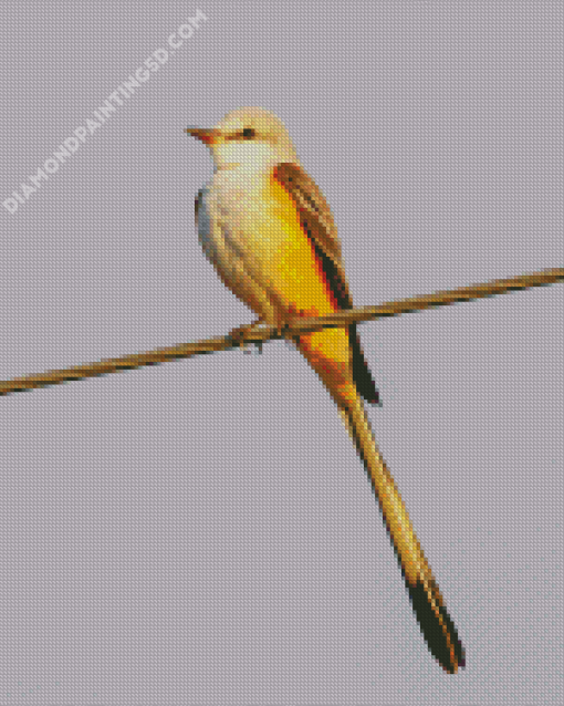 Oklahoma Flycatcher Diamond Painting