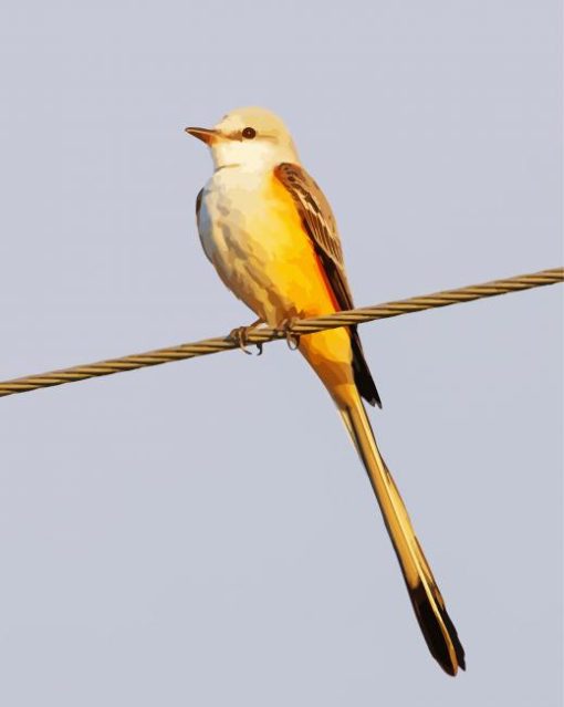 Oklahoma Flycatcher Diamond Painting