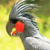 Palm Cockatoo Bird Diamond Painting