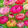 Peonies and Ranunculus Flowers Diamond Painting