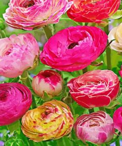 Peonies and Ranunculus Flowers Diamond Painting