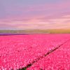 Pink field Diamond Paintings