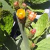 Prickly Pears Diamond Painting