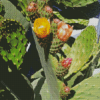 Prickly Pears Diamond Painting