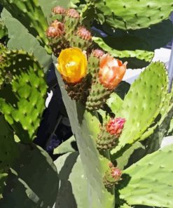 Prickly Pears Diamond Painting