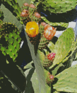 Prickly Pears Diamond Painting