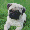 Pug Puppy Diamond Painting