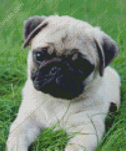 Pug Puppy Diamond Painting