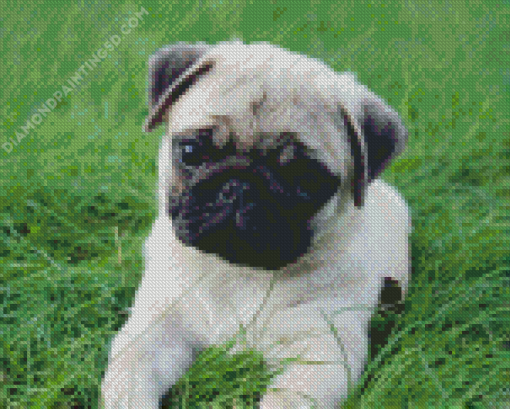 Pug Puppy Diamond Painting