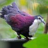 Purple Dove Diamond Painting