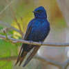 Purple Martin Diamond Painting