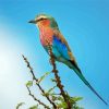 Roller Bird On Branch Diamond Painting