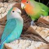 Rosy Faced Lovebirds Diamond Painting