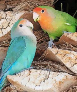 Rosy Faced Lovebirds Diamond Painting