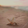 Starfish On Beach Diamond Painting