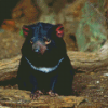 Tasmanian Devil Diamond Painting