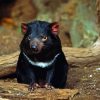 Tasmanian Devil Diamond Painting