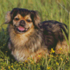 Tibetan Spaniel Diamond Painting