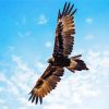 Wedge Tailed Eagle Wings Diamond Painting