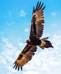 Wedge Tailed Eagle Wings Diamond Painting