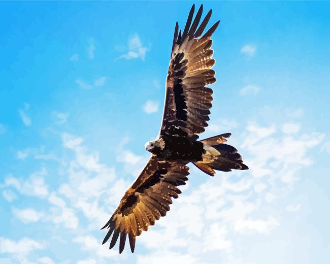 Wedge Tailed Eagle Wings Diamond Painting