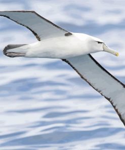 Albatross Bird Diamond Painting