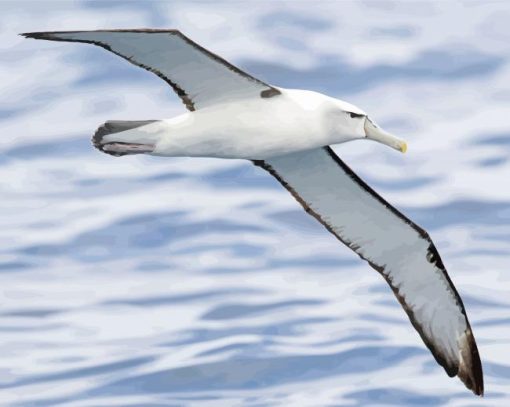 Albatross Bird Diamond Painting