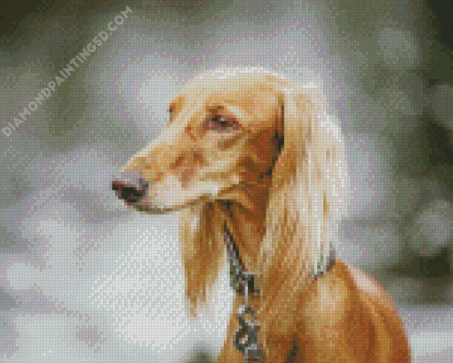 Blonde Saluki Dog Diamond Painting