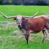 Brown Long Horn Bull Diamond Painting