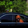 Brown Dog And Car Diamond Painting