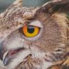 Close Up Fierce Owl Diamond Painting