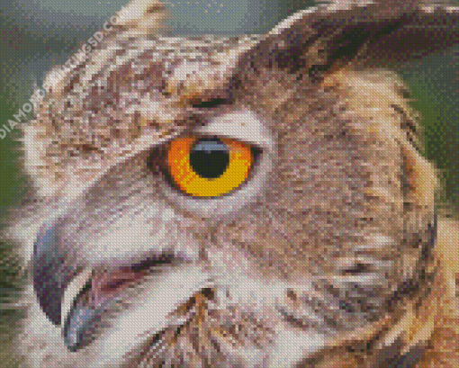 Close Up Fierce Owl Diamond Painting