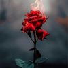 Flame Dying Rose Diamond Painting