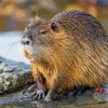 Nutria Rodent Diamond Painting