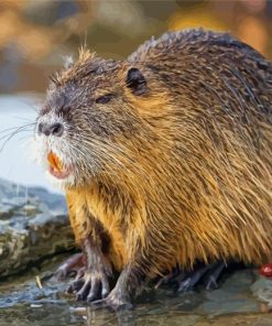 Nutria Rodent Diamond Painting