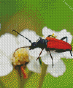 Red Beetle Diamond Painting