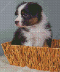 Tri Australian Shepherd Puppy Diamond Painting