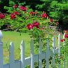 White Picket Fence With Roses Diamond Painting