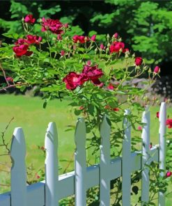 White Picket Fence With Roses Diamond Painting