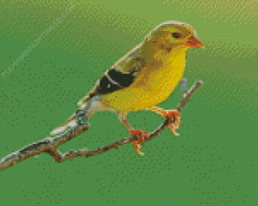 Yellow Finch Diamond Painting