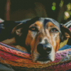 Beagle Dog On Hammock Diamond Painting