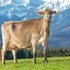 Swiss Cow Diamond Painting