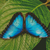 Teal Butterfly Diamond Painting